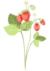 Clip art of watercolor branch with strawberries and leaf isolated.