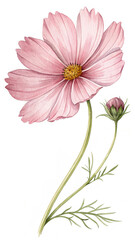 Watercolor Cosmos Flower Pink Petals Bud Green Stem Illustration