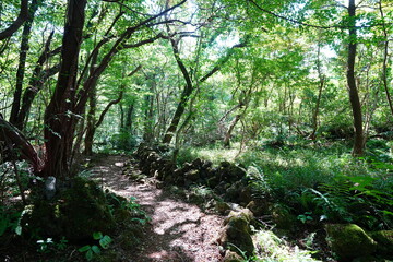 Fototapeta premium refreshing forest and path in the gleaming sunlight
