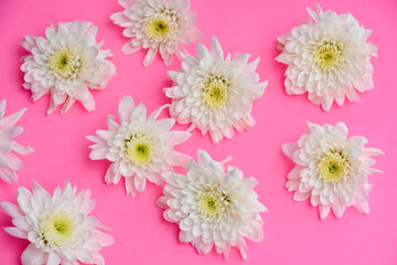 Colorful flowers chrysanthemum on pink background, Soft and Blurred style.