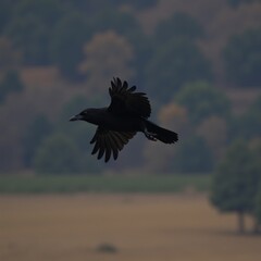 Obraz premium raven crow in flight