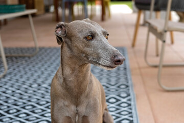Small dog lounging on the patio of a garden 