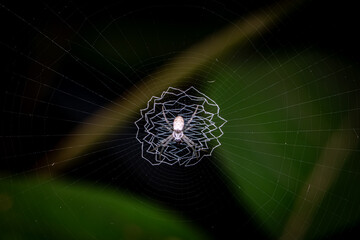 Close-up of an Argiope spider on a zigzag web, natural patterns and details.