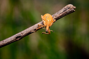 Yellow Weevil Beetle Inect crawling on the tree. Selective Focus. Micro Photography.