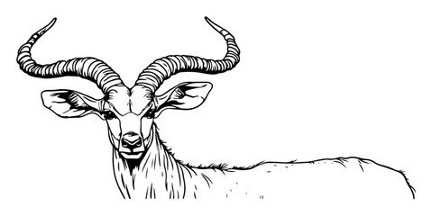 greater kudu antelope head detailed hand drawn illustration