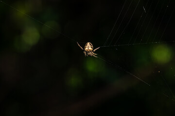 Close-up of a spider on a web, natural patterns and details.