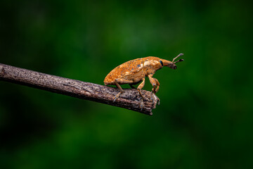 Yellow Weevil Beetle Inect crawling on the tree. Selective Focus. Micro Photography.