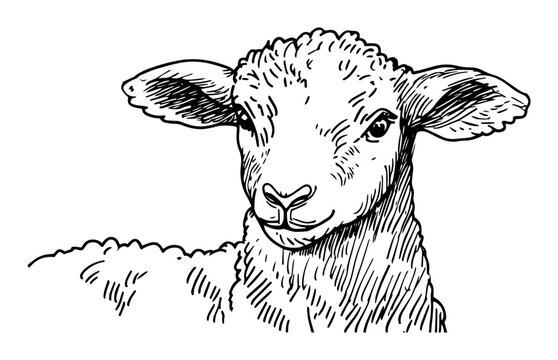 lamb head portrait line art vector illustration