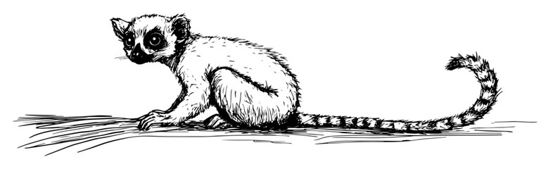 cute ring tailed lemur side view sketch