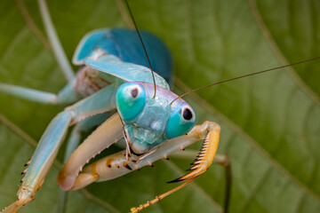 Close up of Praying Mantis. Insect macro photography. Selective focus.