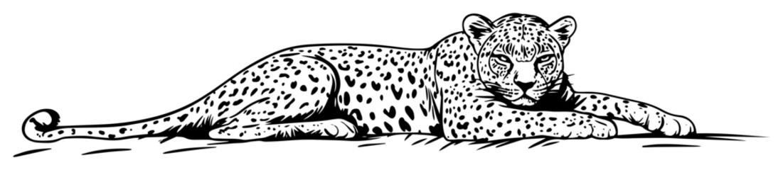 lying leopard big cat hand drawn sketch © Kaz
