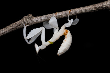 Beautiful Orchid Praying mantis with isolated background, Closeup, Selective  Focus.