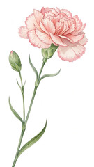 Watercolor Carnation Flower Illustration with Pink Petals and Green Stem