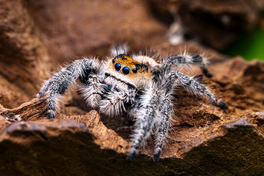 Orange Jumping Spider. Hunting for food.