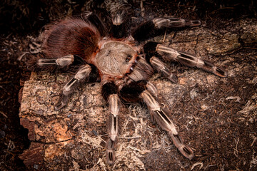 Tarantula Spider on the ground. ExoticPet. Insect.  Selective focus.