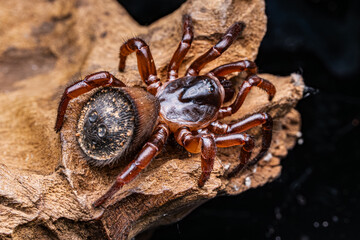 Cyclocosmia, Thai Hourglass Trapdoor Spider. Selective focus.