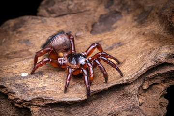 Cyclocosmia, Thai Hourglass Trapdoor Spider. Selective focus.