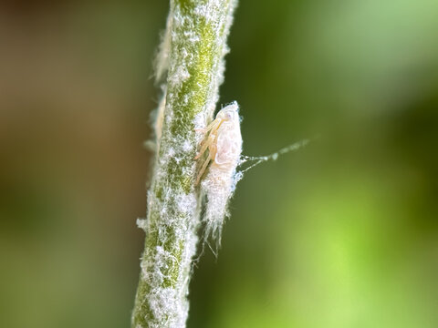Close up of mealybug (Metcalfa pruinosa),mealybug or flatid planthopper