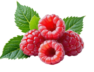 Red Ripe Raspberries with Leaves Close Up Macro