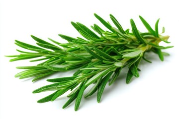 A sprig of fresh rosemary with green leaves isolated on a white background in a close up view