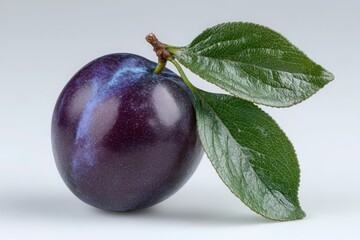 A single plum with two green leaves attached to the stem on a white background in a studio shot