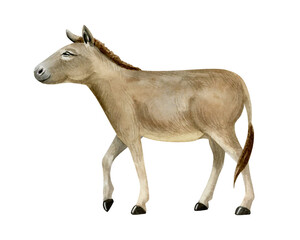 Watercolor walking donkey hand drawn illustration isolated on white. Brown domestic animal from farm in the village. Countryside sketch clip art in realistic style