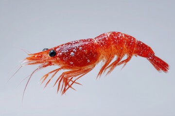 A close up shot of a vibrant red krill with black eyes against a light gray background studio shot