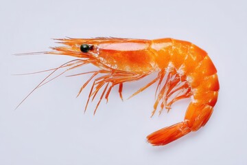 A single cooked shrimp with antennae and legs displayed on a plain white surface in bright light