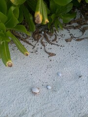 crab on the beach