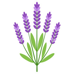 Naklejka premium Vector illustration of lavender flowers with green stems