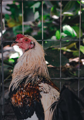 El gallo