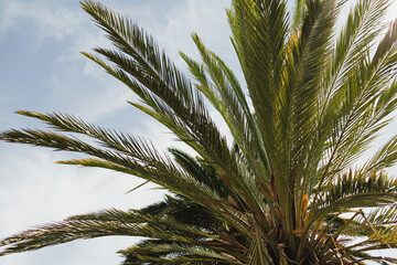 Palm Fronds Overhead Capturing Calm and Minimal Tropical Vibes