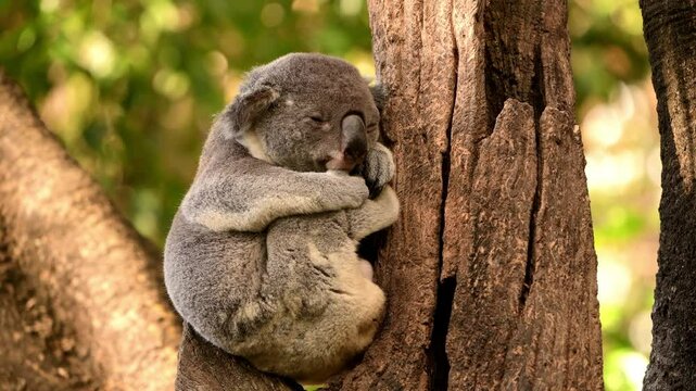 Australian Koala resting high up in a tree on a winter's afternoon in Brisbane, Queensland.