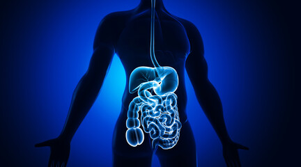 Human digestive system anatomy. 3d illustration