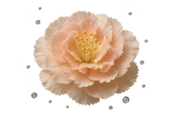 Beautiful soft peach flower with small pearls, isolated on transparent background.