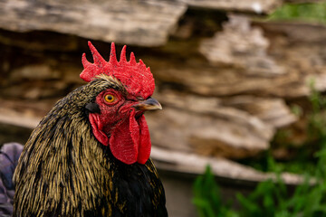 Head and crest of a mahan rooster