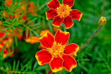 close up view of beautiful orange blossoms in the garden