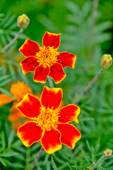 close up view of beautiful orange blossoms in the garden