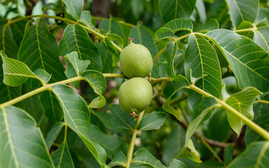 Two green nuts hanging from a tree branch