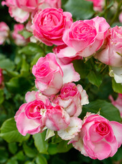 A bunch of pink roses with green leaves