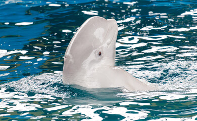 A white dolphin is swimming in the ocean