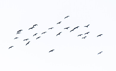 A flock of birds flying in the sky isolated on a white background.