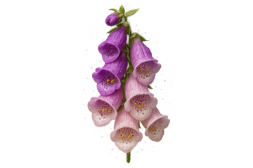 Vibrant foxglove flowers with raindrops, isolated on transparent background