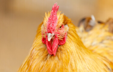 A chicken with a red beak and red comb