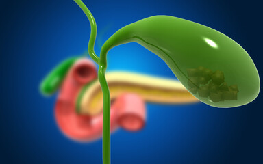 Gallbladder anatomy, bile duct on blue color background. 3d illustration