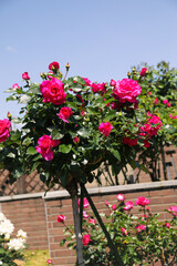 Hot Pink Rose Tree in Full Bloom