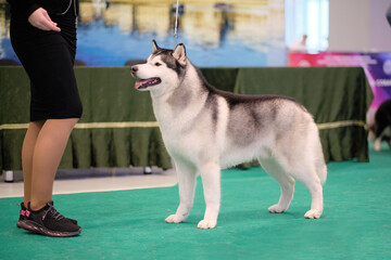 Siberian husky attentively watches the handler's hand during training © Garik