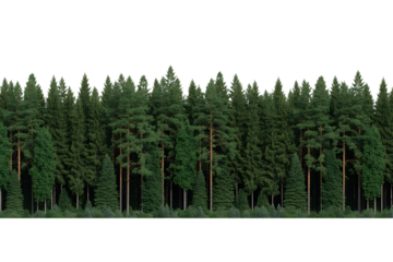 Dense evergreen forest edge isolated on transparent background