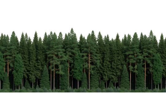 Dense evergreen forest edge isolated on transparent background