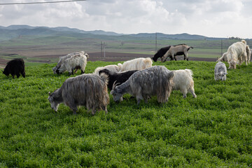 grey and white goats grazing on green grass meadow, farm spring background, cloudy sky
